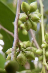 Eucalyptus yarraensis