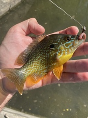 Lepomis gibbosus × cyanellus