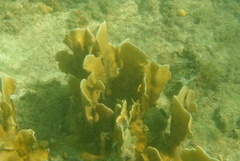 Millepora complanata