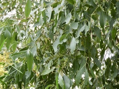 Eucalyptus yarraensis