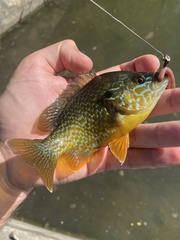 Lepomis gibbosus × cyanellus