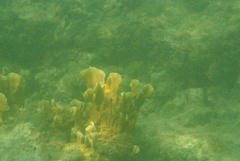 Millepora complanata