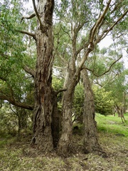 Eucalyptus yarraensis