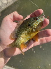 Lepomis gibbosus × cyanellus