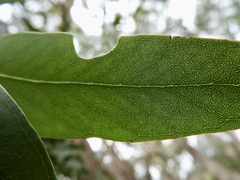Eucalyptus yarraensis