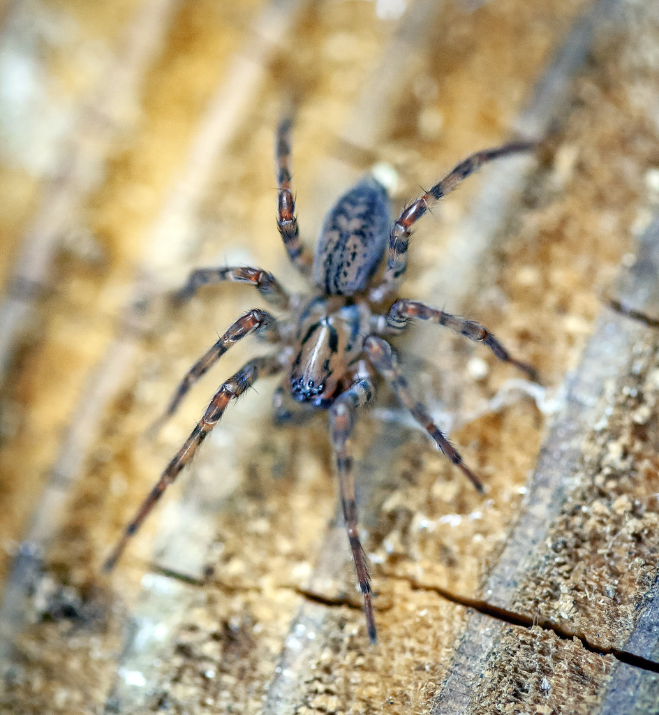 Spurred Woodland Funnelweavers From Montgomery County, Us-pa, Us On 