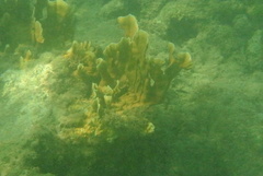 Millepora complanata