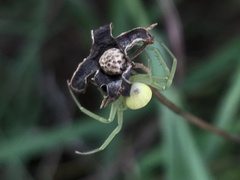 Misumessus oblongus