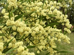 Phyllodineae