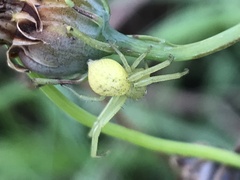 Misumessus oblongus