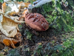 Fistulina hepatica