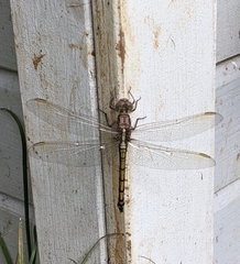 Orthetrum caledonicum