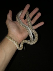 Arizona elegans eburnata
