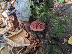 Fistulina hepatica