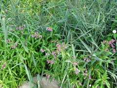 Impatiens glandulifera