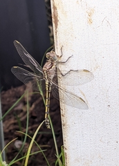 Orthetrum caledonicum