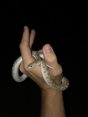 Arizona elegans eburnata