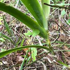 Iris domestica