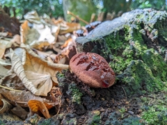Fistulina hepatica