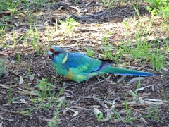 Barnardius zonarius barnardi