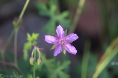 Geranium caespitosum