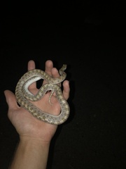 Arizona elegans eburnata