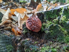 Fistulina hepatica
