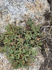 Sibbaldia procumbens