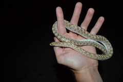 Arizona elegans eburnata