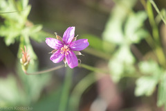 Geranium caespitosum