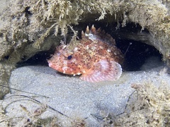 Scorpaena guttata