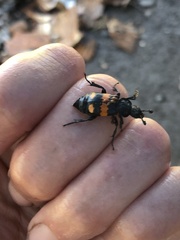 Nicrophorus