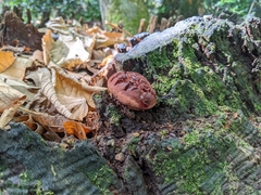Fistulina hepatica