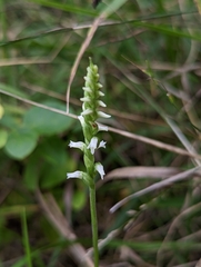 Spiranthes ovalis erostellata