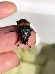 Nicrophorus