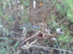 Paracercion hieroglyphicum