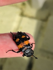 Nicrophorus