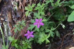 Geranium caespitosum