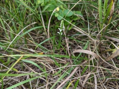 Spiranthes ovalis erostellata