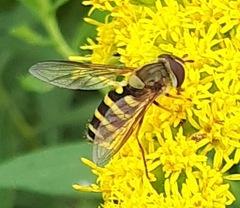 Syrphus rectus