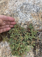 Sibbaldia procumbens