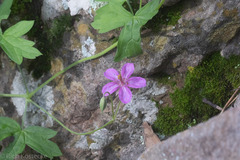 Geranium caespitosum