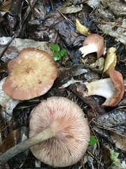 Desarmillaria tabescens