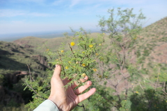 Vachellia constricta