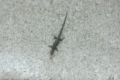 Cryptoblepharus pulcher
