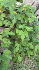 Vitis aestivalis