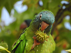 Thectocercus acuticaudatus