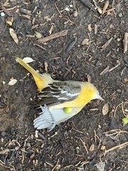 Icterus bullockii