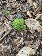 Leucobryum