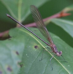 Hetaerina titia